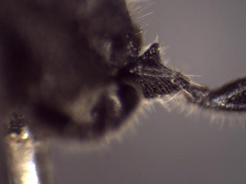 Paramyrmosa brunnipes